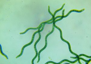 cyanobactéries