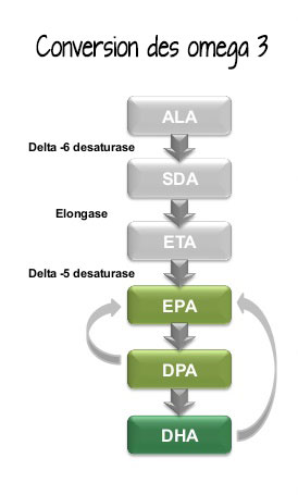 conversion ALA en EPA/DHA