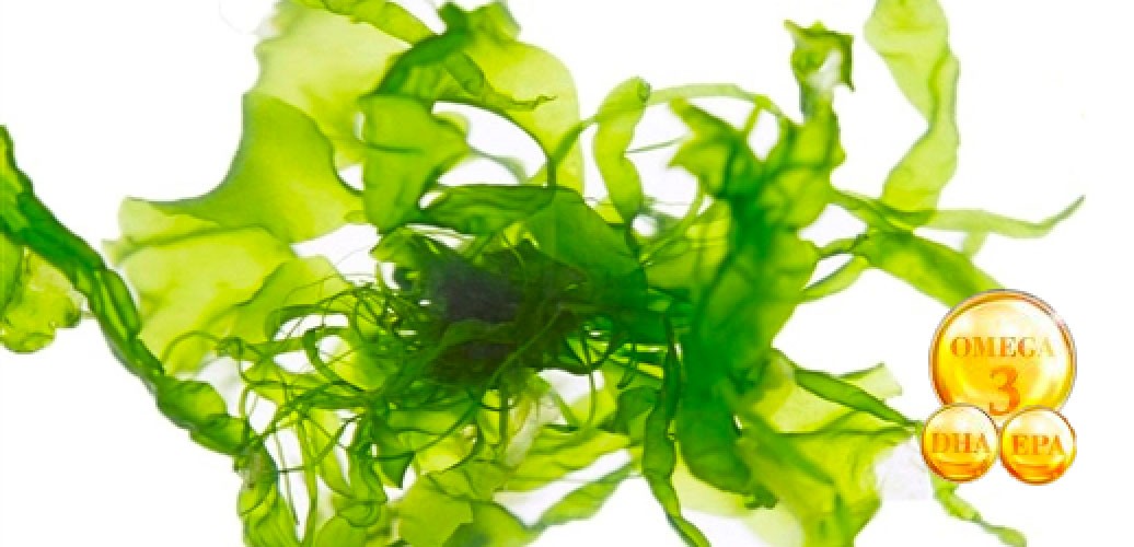Omega 3 d’algues Vegan