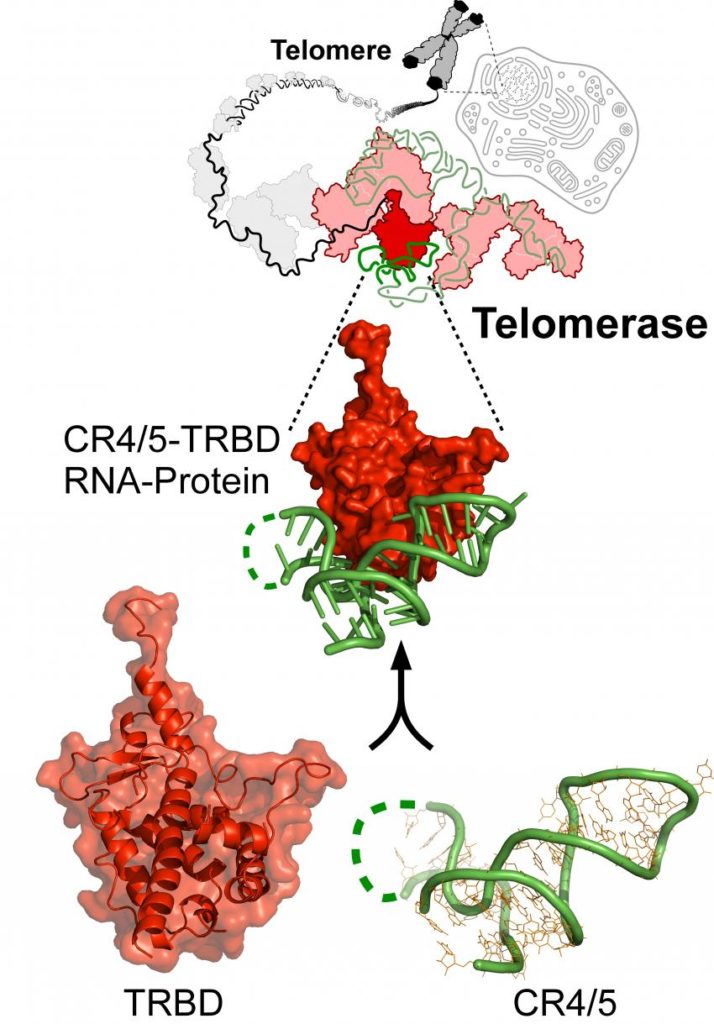 schema telomerase